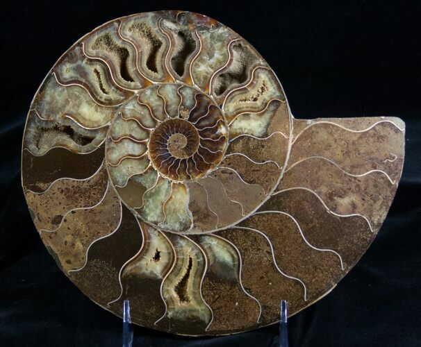 Stunning Polished Ammonite - Half #7224